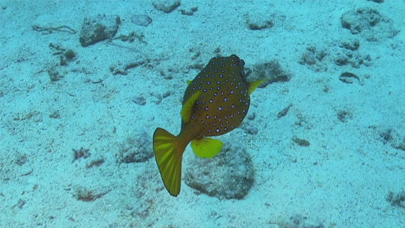 Pufferfish on Coral Reef 693 Pufferfish on Coral Reef 693