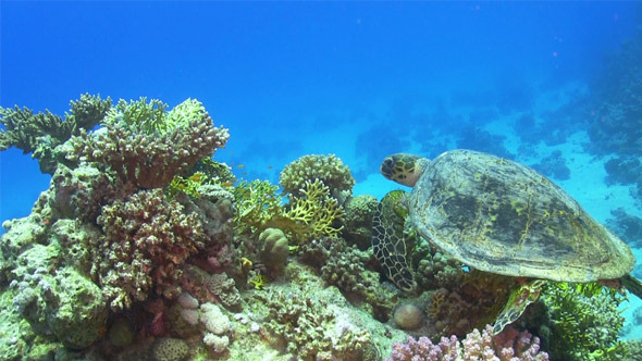 Turtle Swimming Over Coral Reef 694 Turtle Swimming Over Coral Reef 694