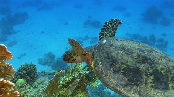 Turtle Swimming Over Coral Reef 695 Turtle Swimming Over Coral Reef 695