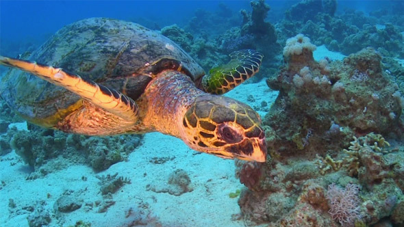 Turtle Swimming Over Coral Reef 699 Turtle Swimming Over Coral Reef 699
