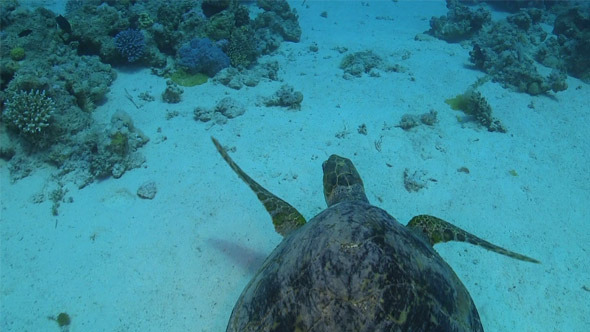 Turtle Swimming Over Coral Reef 698 Turtle Swimming Over Coral Reef 698