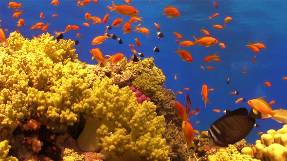 Colorful Fish on Vibrant Coral Reef 707 Colorful Fish on Vibrant Coral Reef 707