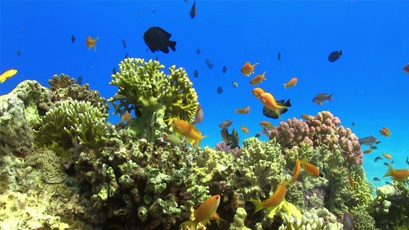 Colorful Fish on Vibrant Coral Reef 711 Colorful Fish on Vibrant Coral Reef 711