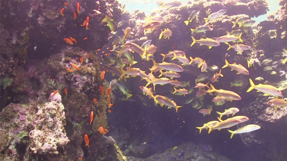 Tropical Fish on Vibrant Coral Reef 726 Tropical Fish on Vibrant Coral Reef 726