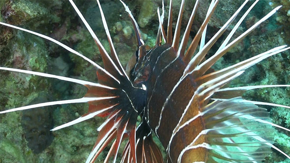 African Lionfish on Coral Reef 732 African Lionfish on Coral Reef 732
