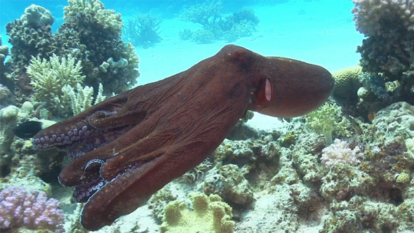Octopus on Coral Reef 735 Octopus on Coral Reef 735