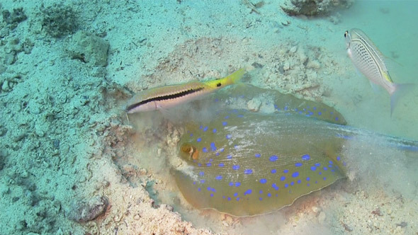Blue Spotted Stingray In Search Of Food 740 Blue Spotted Stingray In Search Of Food 740
