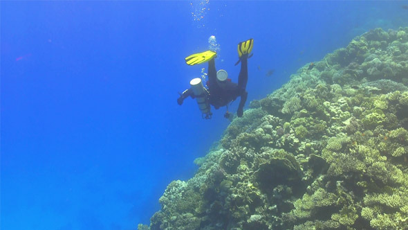 Diver Make to Dive in Coral Reef 745 Diver Make to Dive in Coral Reef 745