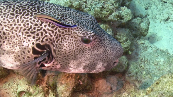 Pufferfish on Coral Reef 752 Pufferfish on Coral Reef 752