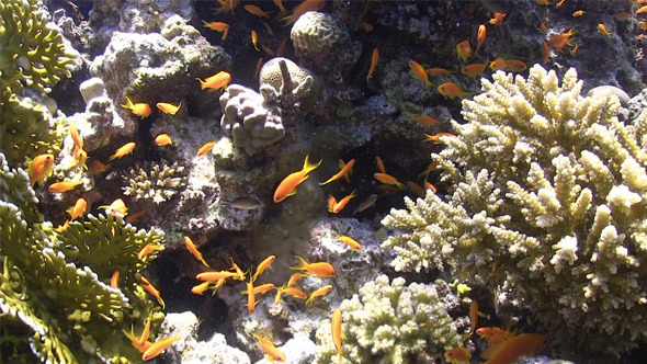 Colorful Fish on Vibrant Coral Reef 759 Colorful Fish on Vibrant Coral Reef 759