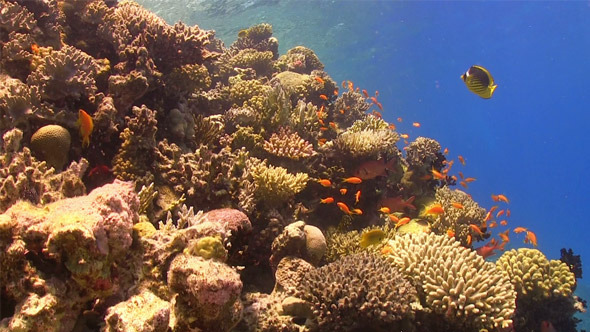 Colorful Fish on Vibrant Coral Reef 760 Colorful Fish on Vibrant Coral Reef 760