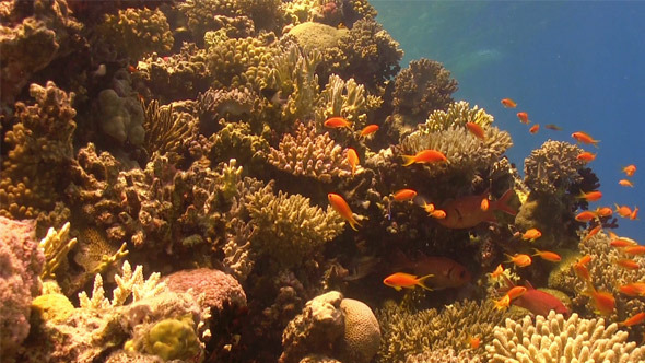 Colorful Fish on Vibrant Coral Reef 761 Colorful Fish on Vibrant Coral Reef 761