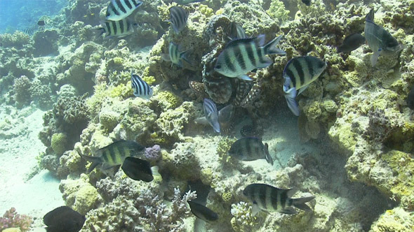 Octopus on Coral Reef 762 Octopus on Coral Reef 762