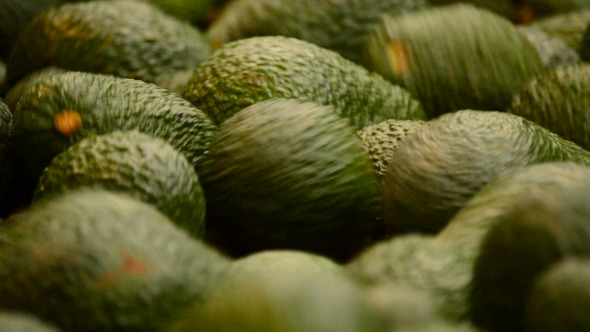 Avocado Hass Rolling in Industrial Line Avocado Hass Rolling in Industrial Line