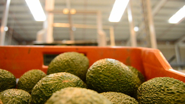 Avocados Fruit in Box Avocados Fruit in Box