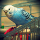 loros