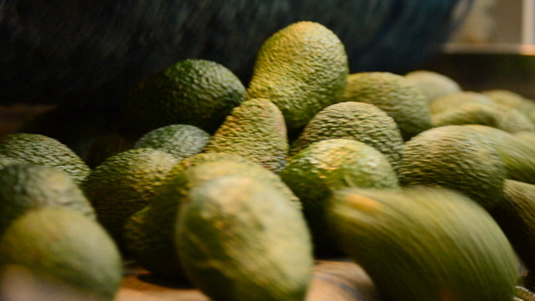 Avocados in Packline Avocados in Packline