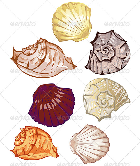 Multi-Colored Seashells Multi-Colored Seashells