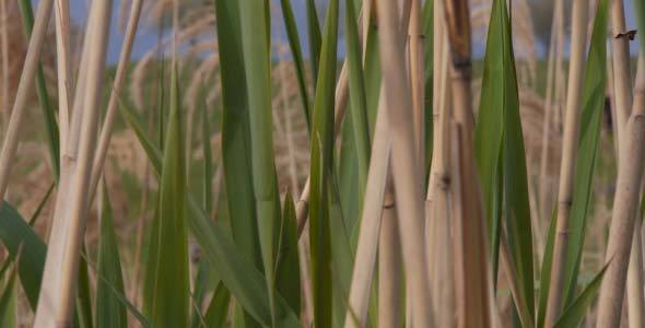 Bulrush Bulrush