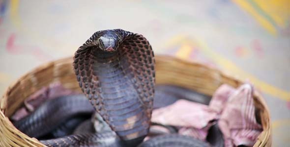 Portrait Of Cobra Portrait Of Cobra