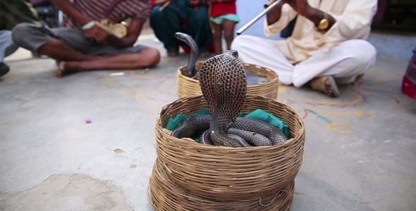 Cobra Enchanter Sitting In The Street Cobra Enchanter Sitting In The Street
