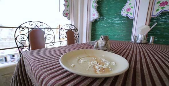 Cute Little Squirrel Eating From Plate Cute Little Squirrel Eating From Plate