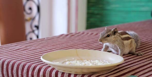 Cute Little Squirrel Eating From Plate Cute Little Squirrel Eating From Plate