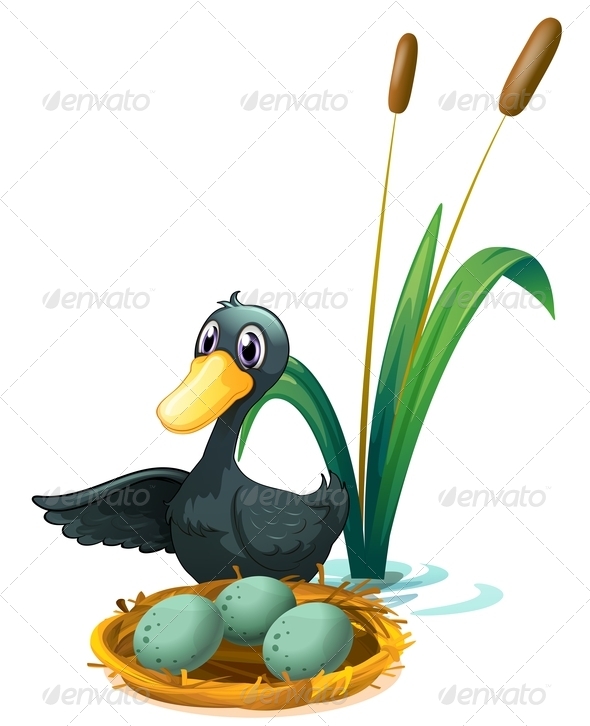 Duck at the pond with eggs Duck at the pond with eggs