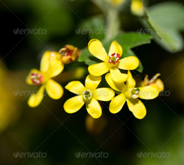 beautiful little yellow flowers in nature. macro (Misc) Photo Download