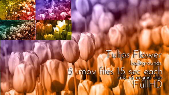 Tulip Spring Flower Duotone Pack Tulip Spring Flower Duotone Pack