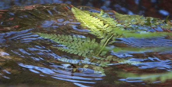 Fern And Water 09 Fern And Water 09