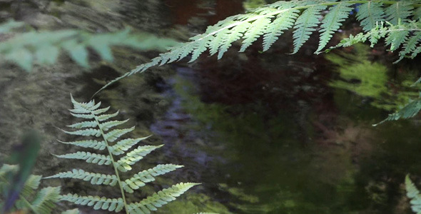 Fern And Water 10 Fern And Water 10