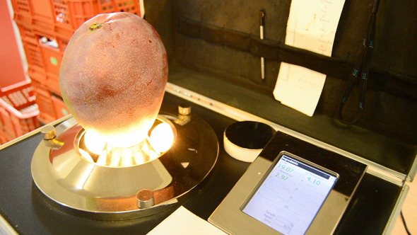 Mango Fruit Tropical Test Mango Fruit Tropical Test