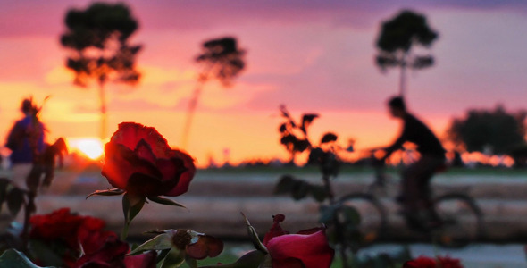 Roses and People Silhouette Roses and People Silhouette