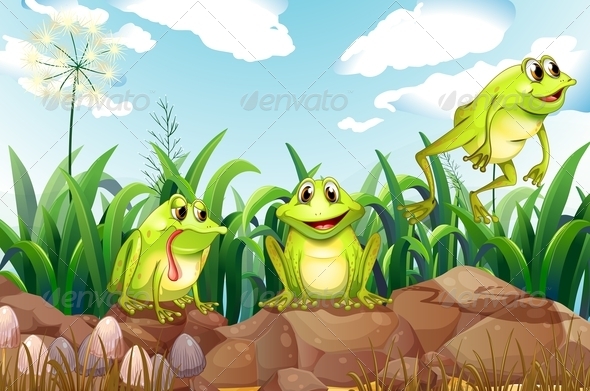 Three frogs on rocks Three frogs on rocks