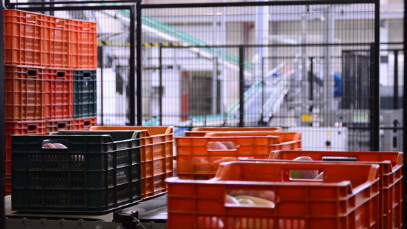 Boxes Mangoes Line Industrial Boxes Mangoes Line Industrial