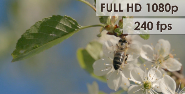 Bee On Cherry Flowers Bee On Cherry Flowers