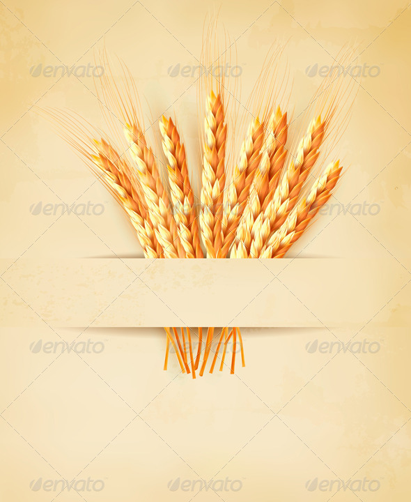 Ears of Wheat on Old Paper Background