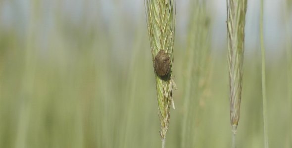 Bug on Green Wheat in the Wind Bug on Green Wheat in the Wind