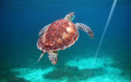 Underwater turtle Galapagos Islands Underwater turtle Galapagos Islands - PhotoDune Item for Sale