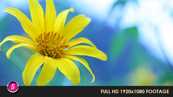 Flower 9 Flower 9