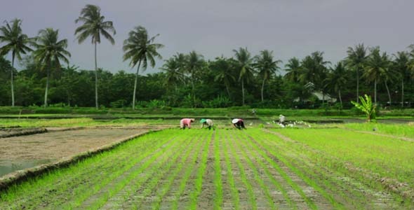 Agriculture Workers On Rice Field In Bali 2 Agriculture Workers On Rice Field In Bali 2