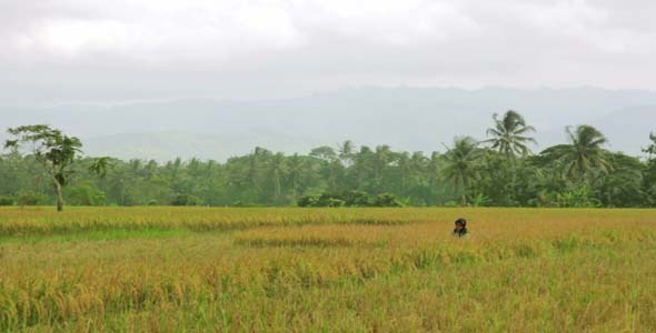 Agriculture Workers On Rice Field In Bali 4 Agriculture Workers On Rice Field In Bali 4