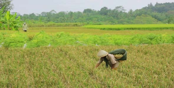 Agriculture Workers On Rice Field In Bali 6 Agriculture Workers On Rice Field In Bali 6