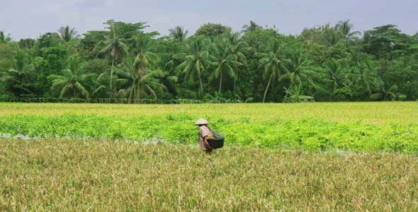 Agriculture Workers On Rice Field In Bali 8 Agriculture Workers On Rice Field In Bali 8