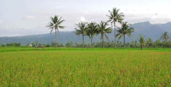 Beautifful Rice Fields In Bali 1 Beautifful Rice Fields In Bali 1