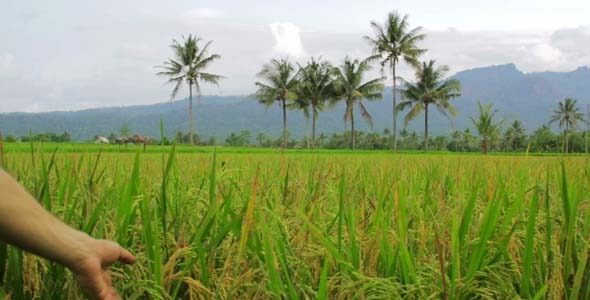 Beautifful Rice Fields In Bali 2 Beautifful Rice Fields In Bali 2