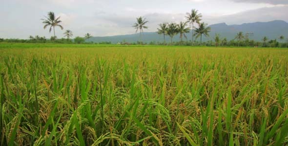 Beautifful Rice Fields In Bali 3 Beautifful Rice Fields In Bali 3