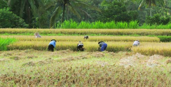 Agriculture Workers On Rice Field In Bali 10 Agriculture Workers On Rice Field In Bali 10