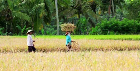 Agriculture Workers On Rice Field In Bali 13 Agriculture Workers On Rice Field In Bali 13